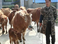 老书记养牛助力脱贫攻坚