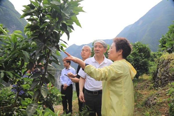 重庆市老科协为巫山乡村振兴建言献策