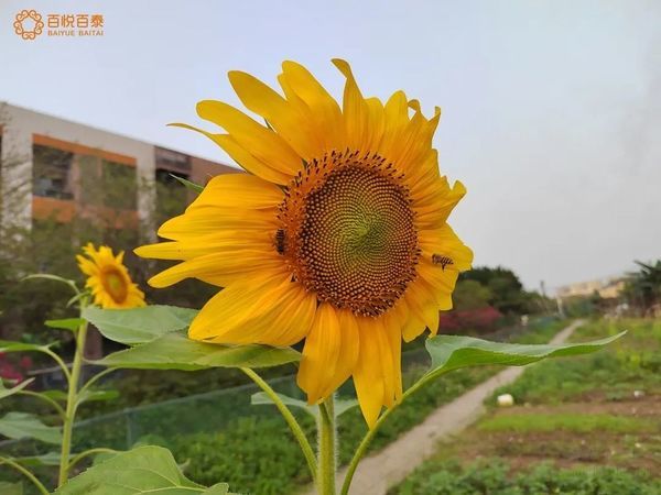 出发番禺！去逛逛这个由长者亲手耕耘的花果园
