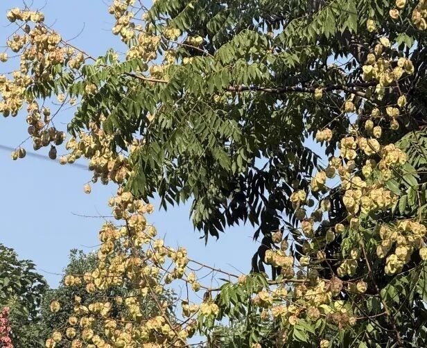 泰康之家·湘园(护理照护区)秋日胜景:八首七绝写尽湘园诗意年华
