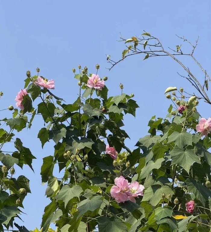 泰康之家·湘园(护理照护区)秋日胜景:八首七绝写尽湘园诗意年华
