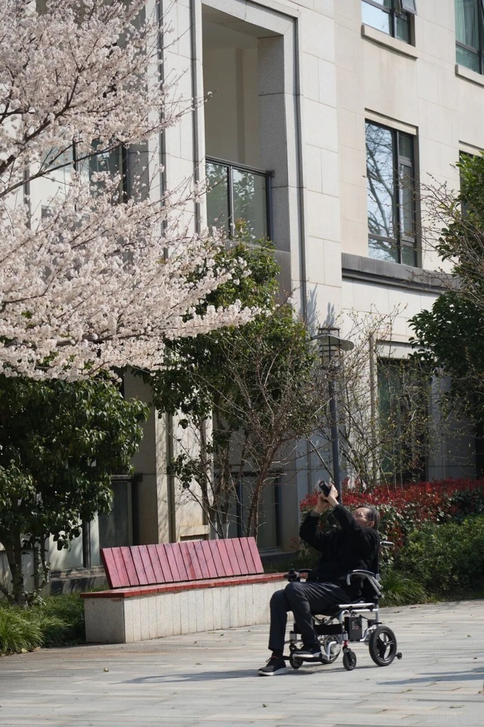 泰康之家·楚园春日暴击:看樱花、吃樱糕、听钢琴,养老原来这么美