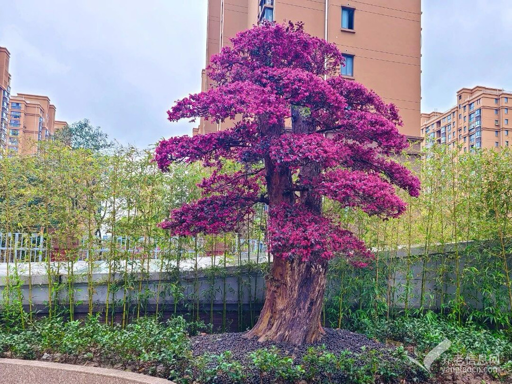 上海懿康护理院